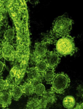 Particles of the Middle East respiratory syndrome (MERS) coronavirus that emerged in 2012 are seen in an undated colorized transmission electron micrograph from the National Institute for Allergy and Infectious Diseases (NIAID). REUTERS/National Institute for Allergy and Infectious Diseases/Handout via Reuters