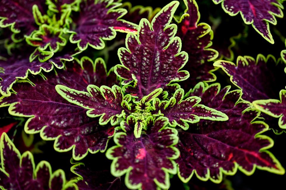 Purplish red and bright-green highlighted leaves of coleus plants.