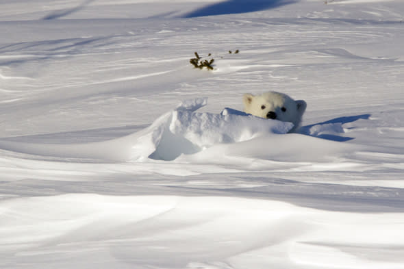 MANDATORY CREDIT: Christine Haines/Rex Features. IMAGES OUTSIDE OF PRINT NEWSPAPER SUBSCRIPTIONS. FEES APPLY FOR UNIQUE IPAD USE.Mandatory Credit: Photo by Christine Haines/REX (3685663a)'Playing Peek-a-Boo with the Photographer'. A cub peeks out of the den after Christine Haines waited seven daysPolar bear mother and cub peer out from den,Wapusk National Park in Manitoba, Canada - Mar 2014FULL COPY: http://www.rexfeatures.com/nanolink/oqvjAfter wildlife photographer Christine Haines spent eight days watching a polar bear den, she thought she was out of luck in catching sight of them.However her patience in the biting cold of the Wapusk National Park in Manitoba, Canada was rewarded when she managed to steal a few snaps of a first a cub, then its mother peeking out of their hole.Christine explains: 