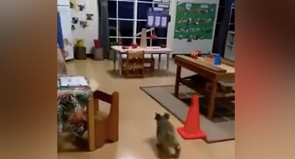 The koala explored the Possums Room, where the children between three and four are cared for. Source: Gumleaf Gully Childcare/ Facebook