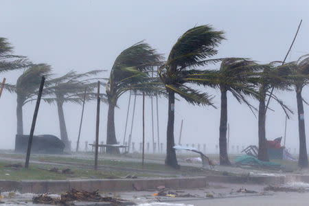 Palm trees are seen while the Doksuri storm hits in Ha Tinh province, Vietnam September 15, 2017. REUTERS/Kham