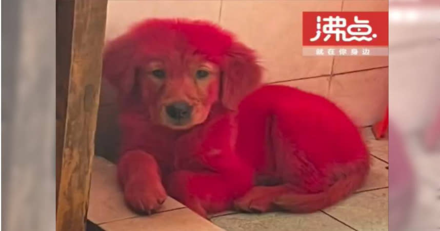 中國廣東一名飼主，把愛犬染成「紅毛」。（圖／翻攝自沸點視頻）