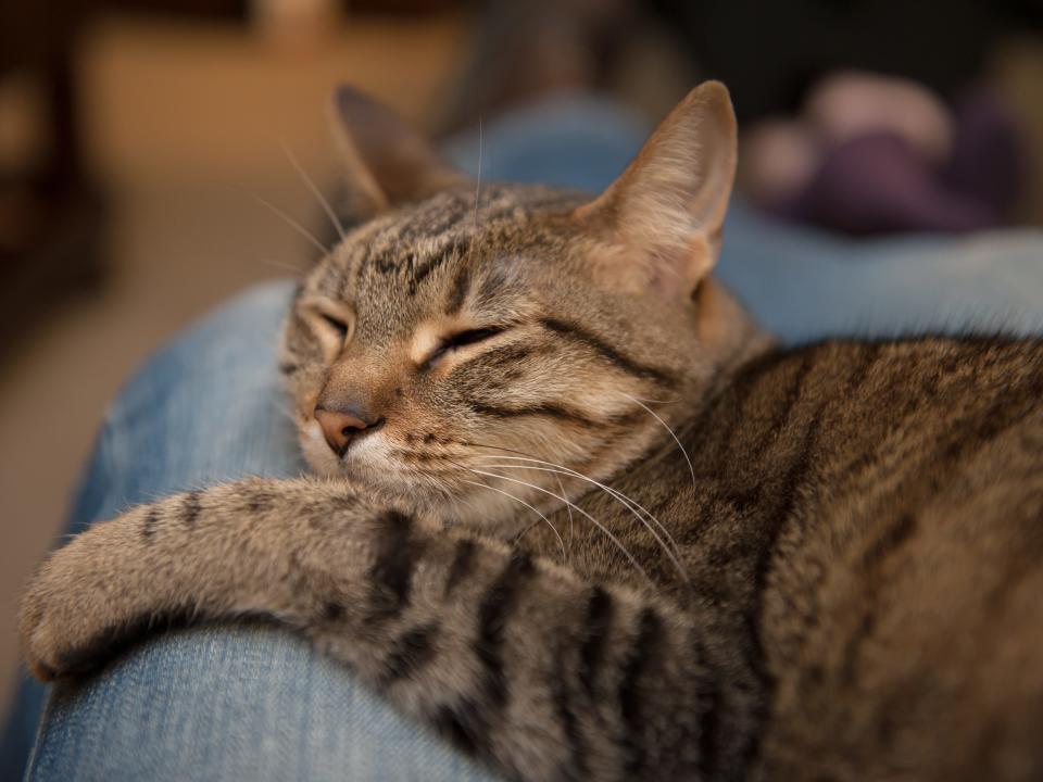 sleepy cat on human lap