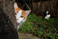 <p>A cat peers out from behind a tree on Jan. 15, 2018. (Photo: Goran Tomasevic/Reuters) </p>