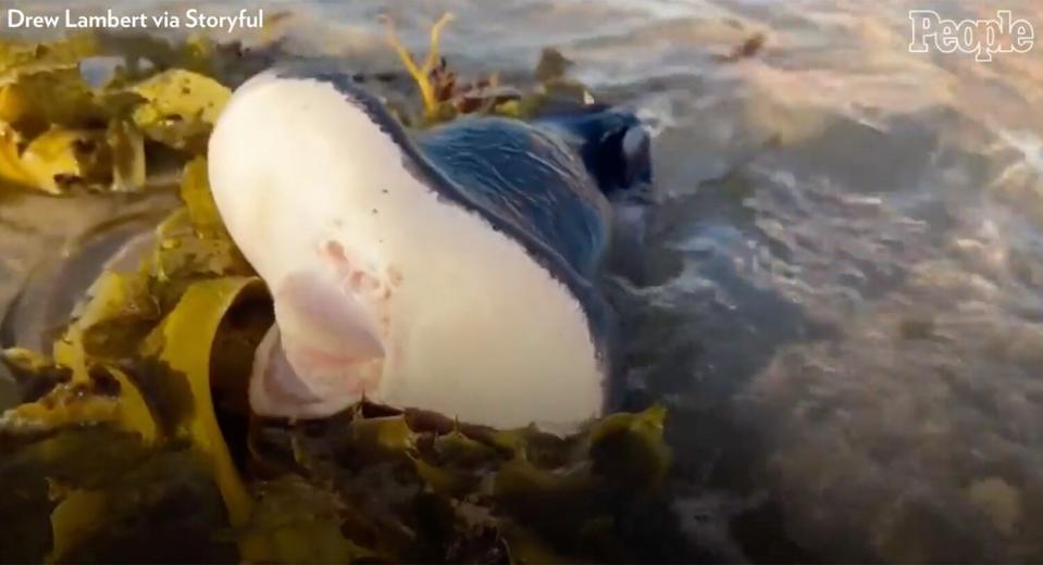 Australia beach creature