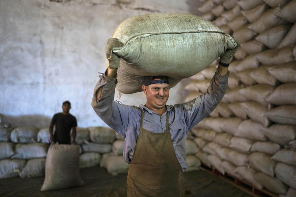 Un trabajador carga una bolsa de yerba mate seca, conocida como yerba "canchada", en la Cooperativa Andresito en Andresito, en la provincia argentina de Misiones, el jueves 18 de abril de 2024. Durante décadas, el gobierno argentino ha apoyado la industria con controles de precios y subsidios, pero para resolver la crisis financiera de Argentina, el presidente Javier Milei busca eliminar las regulaciones que afectan a distintos mercados, incluido el de la yerba mate. (AP Foto/Rodrigo Abd)