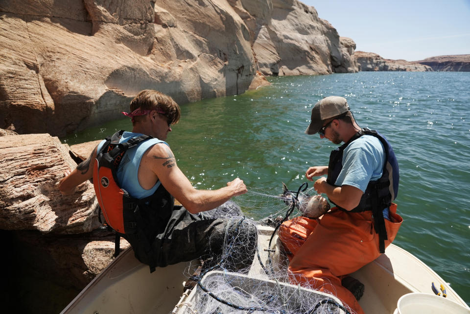 A Utah State University research team pulls in a gillnet at Lake Powell on Tuesday, June 7, 2022, in Page, Ariz. They are on a mission to save the humpback chub, an ancient fish under assault from nonnative predators in the Colorado River. (AP Photo/Brittany Peterson)