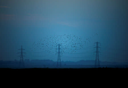 Migrating starlings fly at dusk past electricity pylons silhouetted by the sunset in the Kent countryside, in Graveney, Britain, October 26, 2015. REUTERS/Dylan Martinez/Files
