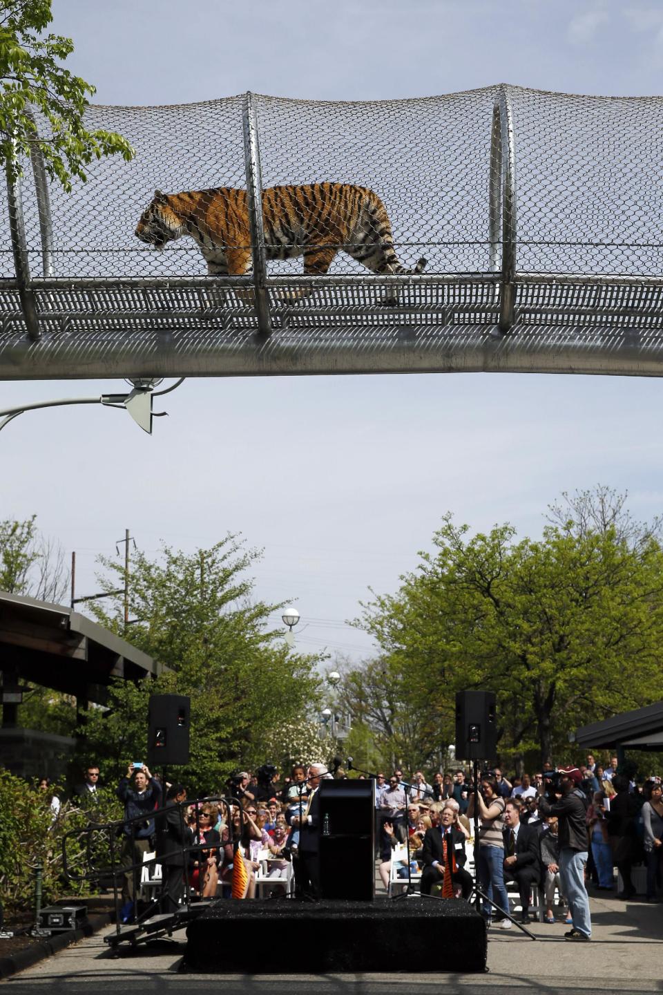 An Amur tiger walks across a passageway after a news conference at the Philadelphia Zoo, Wednesday, May 7, 2014, in Philadelphia. The see-through mesh pathway called Big Cat Crossing is part of a national trend called animal rotation that zoos use to enrich the experience of both creatures and guests. (AP Photo/Matt Slocum)