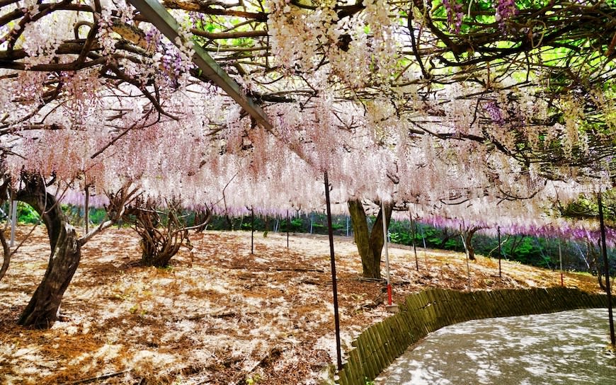 日本九州大分縣｜宇佐市 千財農園