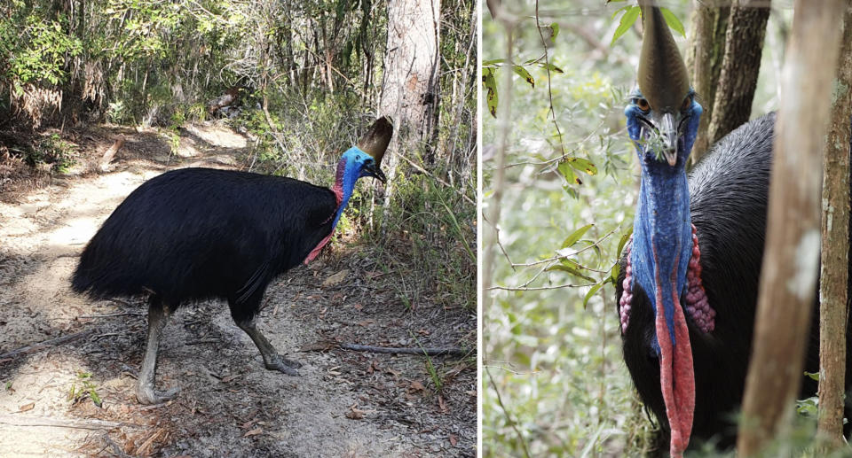 The cassowary 