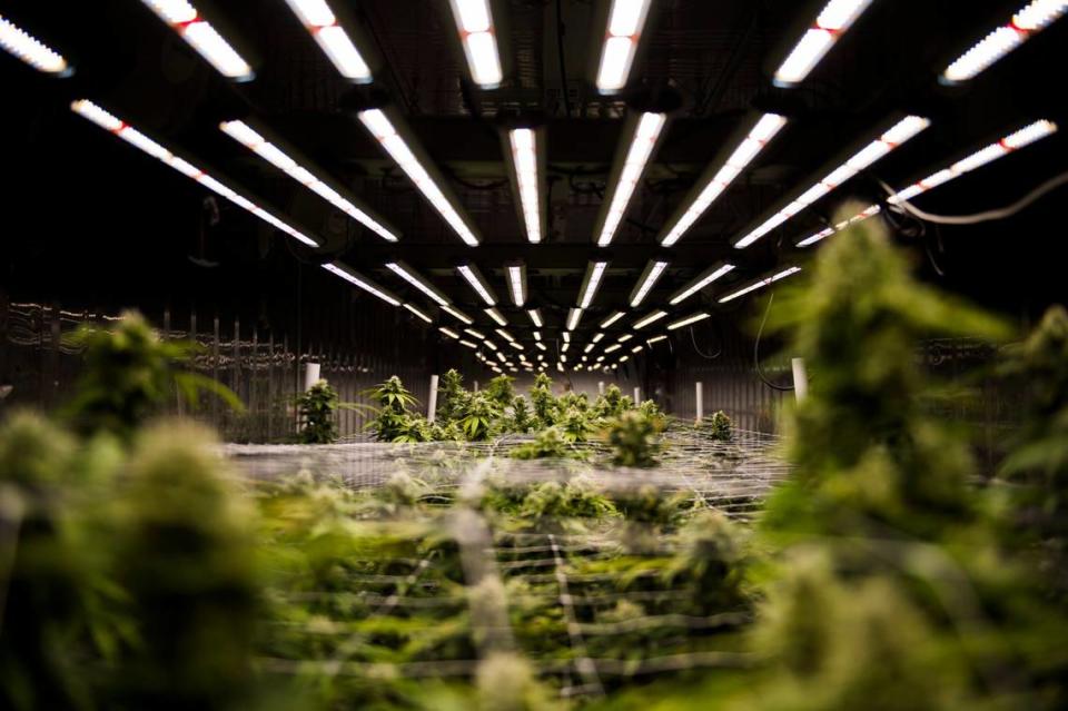 Marijuana grows at the Ohana Gardens Collective, a medical cannabis cultivation and delivery business, in 2017.