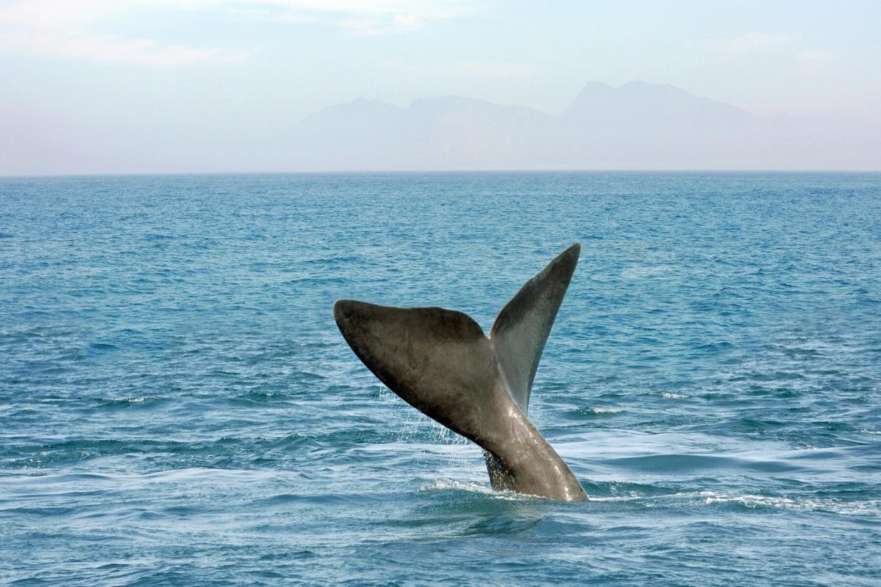 The tail fin of a Whale in the Southern Ocean in Hermanus, South Africa