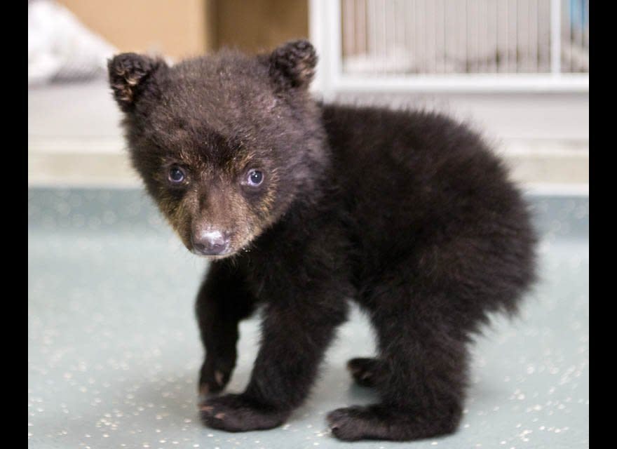 In this undated photo provided by the Oregon Zoo, a quarantined black bear cub explores his surroundings at The Oregon Zoo in Portland, Ore. (AP Photo/Oregon Zoo, Carli Davidson)