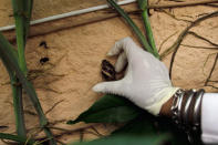 MIAMI, FL - SEPTEMBER 15: Olga Garcia, Environmental Specialist Florida Department of Agriculture, grabs a Giant African land snail from the side of a house as she works on eradicating a population of the invasive species in Miami-Dade County on September 15, 2011 in Miami, Florida. The Giant African land snail is one of the most damaging snails in the world because they consume at least 500 different types of plants, can cause structural damage to plaster and stucco, and can carry a parasitic nematode that can lead to meningitis in humans. The snail is one of the largest land snails in the world, growing up to eight inches in length and more than four inches in diameter. (Photo by Joe Raedle/Getty Images)