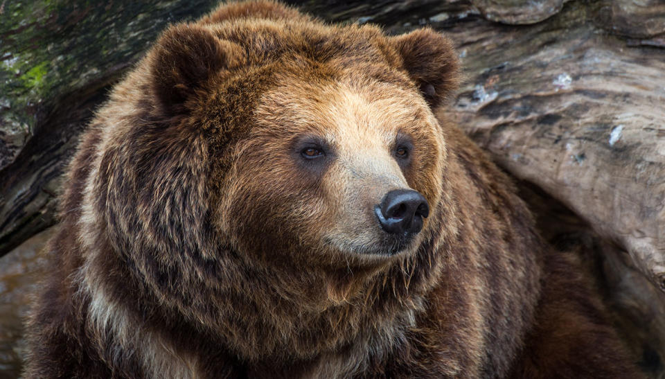 The 28-year-old was studying grizzly bears when she was attacked by one. File pic. Source: Getty Images