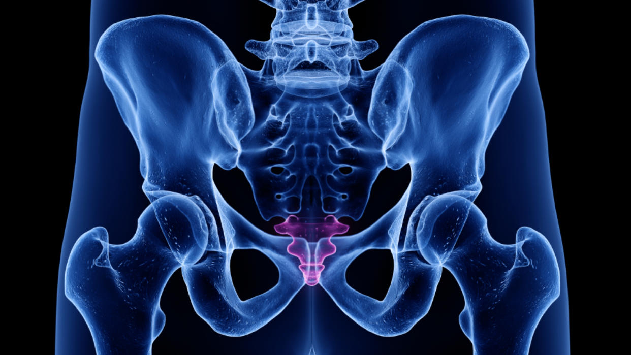  3d illustration of the coccyx, or tailbone, in a human pelvis. 