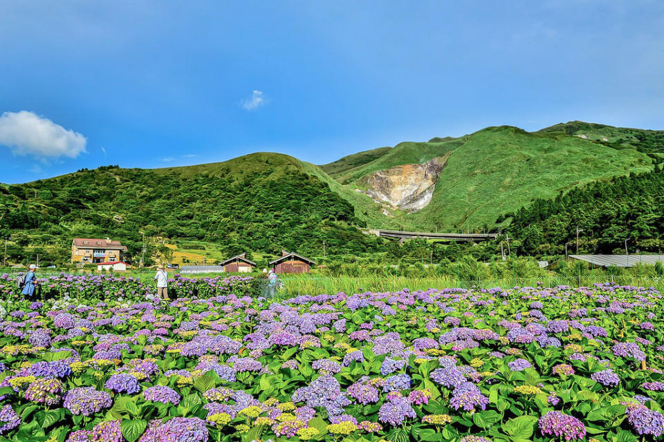 20170607竹子湖繡球花_170608_0010