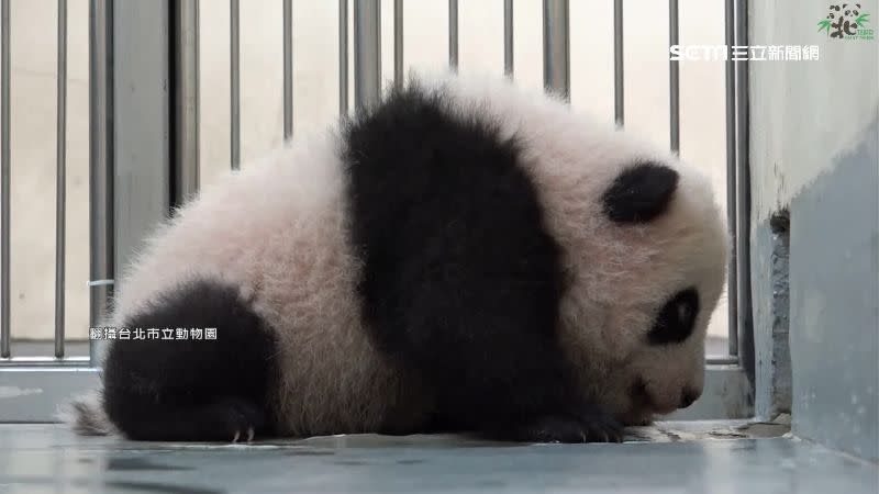 滿寶滿滿好奇雙眼緊盯「那個洞」。（圖／翻攝自台北市立動物園）