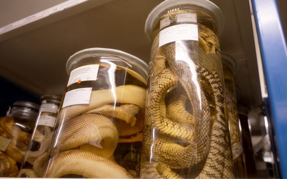 A photo of tall glass jars filled with snakes.