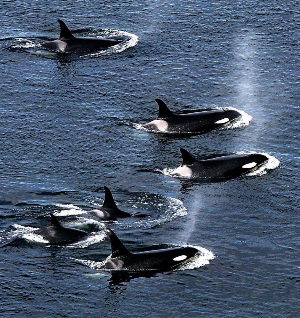 An explosive cloud of mist and vapor hang in the air as an armada of orca whales surface to breath as they swim close to shore near Lim Kiln State Park on San Juan Island.