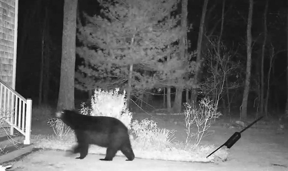 The black bear knocked down Jay Swoboda's bird feeder and then went looking for dessert from a hummingbird feeder next to the house.