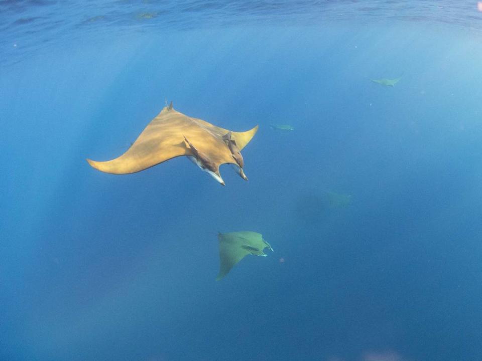 Sicklefin devil rays spotted off the U.S. East Coast