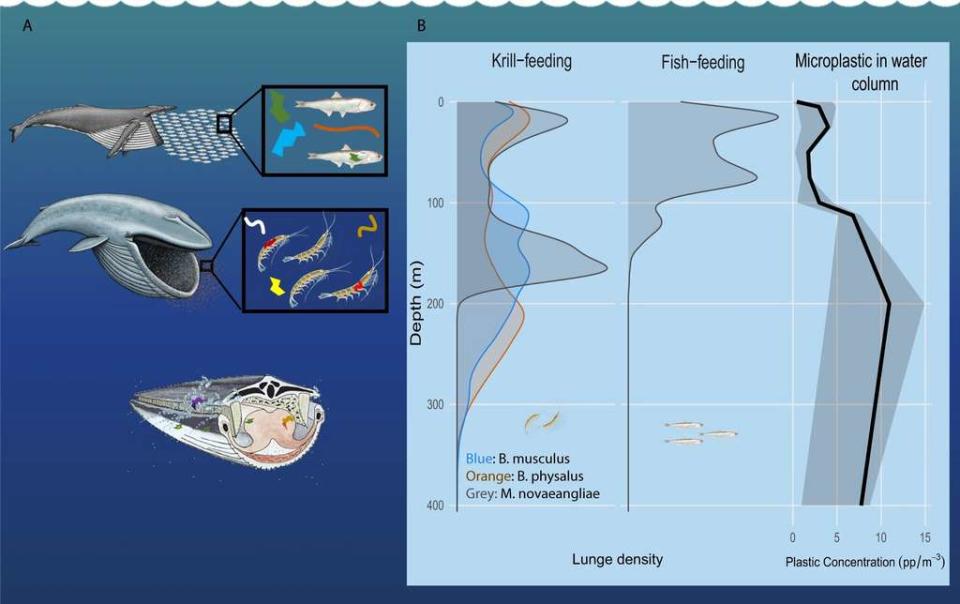 En A), la nourriture ingérée par les baleines, avec la quantité de microplastiques contenue dedans. En B), la profondeur de nourriture des rorquals par rapport à la densité de krills, de poissons et de microplastiques dans la colonne d'eau. © Nature Communications (2022)