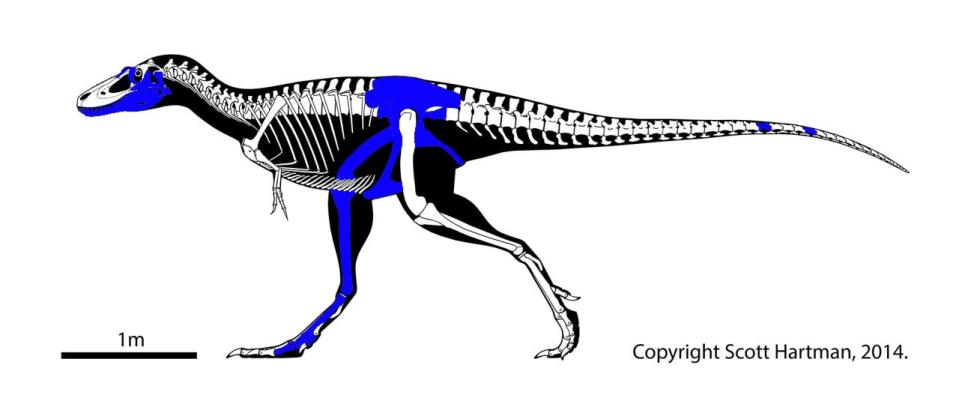 Illustration der Knochen, die bei der Ausgrabung von Teen Rex gefunden wurden (blau hervorgehoben). Die Wissenschaftler des Museums hoffen, dass noch mehr von dem Skelett erhalten ist. - Copyright: Scott Harman/Denver Museum of Nature & Science