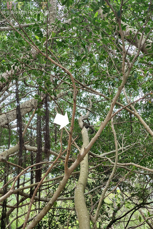 台中｜大肚山萬里長城登山步道