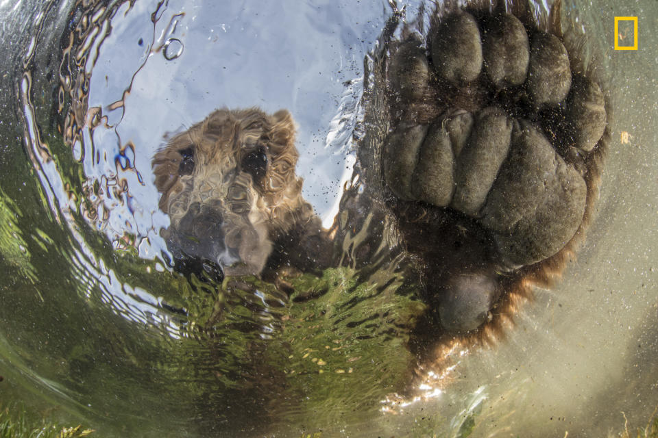 <p>“Bear from the water in Kamchatka, Russia” (<a rel="nofollow noopener" href="http://yourshot.nationalgeographic.com/profile/376648/" target="_blank" data-ylk="slk:Mike Korostelev;elm:context_link;itc:0;sec:content-canvas" class="link ">Mike Korostelev</a> / National Geographic Nature Photographer of the Year contest) </p>