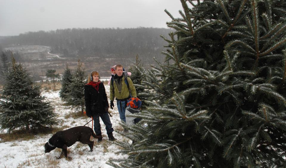 Three people and a dog look at a white spruce tree