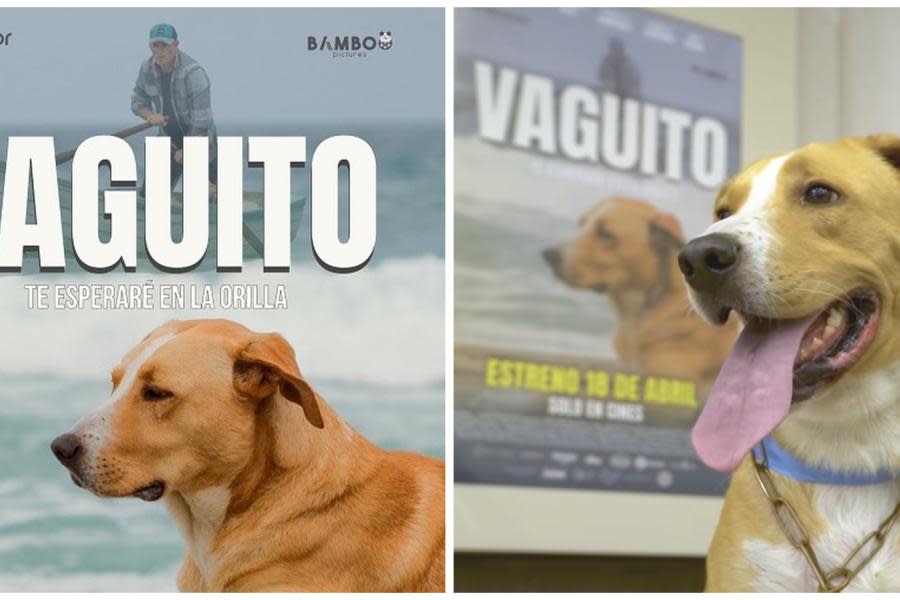 ‘Vaguito’ la película de la que todos hablan: El protagonista pasó de ser un perrito callejero a estrella de cine