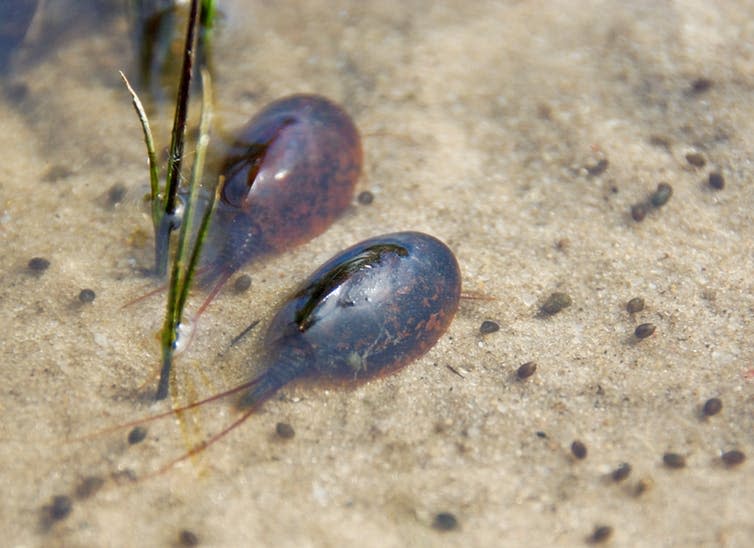<span class="caption">Tadpole shrimps (<em>Triops cancriformis</em>) are the world’s oldest living animals and live in ponds.</span> <span class="attribution"><a class="link " href="https://www.shutterstock.com/image-photo/notostraca-two-tadpole-shrimps-triops-cancriformis-55996426?src=_W05oGa4bjeIqTl6tPC8nA-1-0" rel="nofollow noopener" target="_blank" data-ylk="slk:Repina Valeriya/Shutterstock;elm:context_link;itc:0;sec:content-canvas">Repina Valeriya/Shutterstock</a></span>