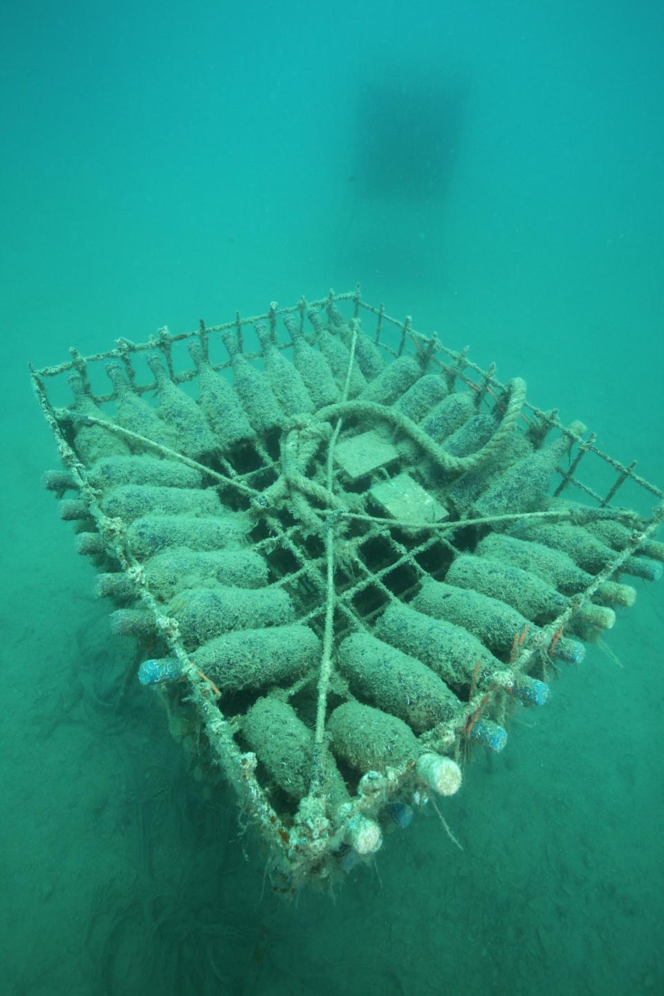 Coral grows on Wine of the Sea wine bottles that are submerged in the Adriatic Sea off the coast of Croatia. The bottles are aged underwater for up to two years, then their wax seals are removed and their corks are inspected by hand before they are resealed and sold.