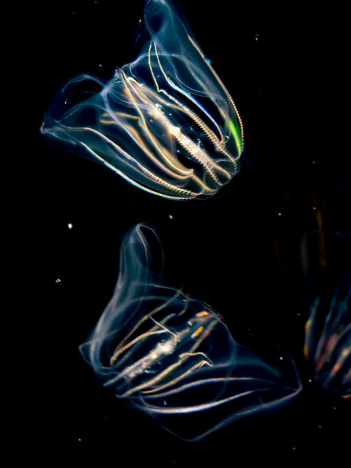 —u/lonely_nippleThis is the warty comb jelly, the only creature we know of that does this. When it has to go, part of its gut fuses with the outer layer of its 