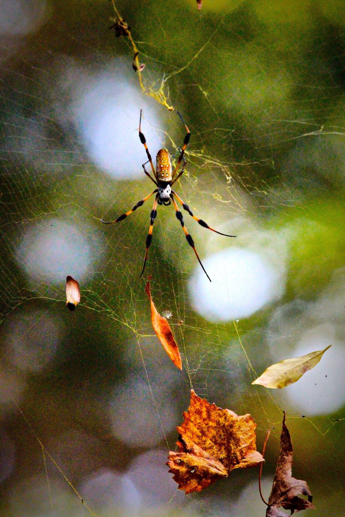 Golden silk orb-weavers, also known as banana spiders, spin thick, durable webs. This one caught and held several leaves. Staff photo