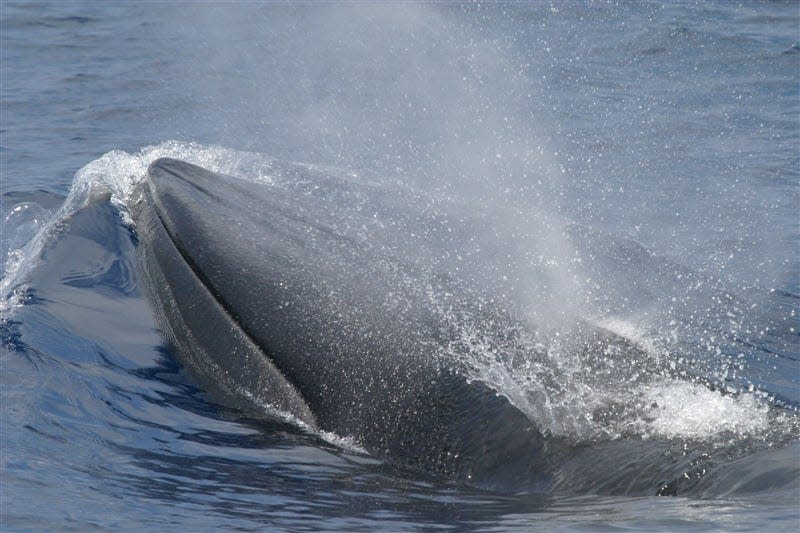 The Gulf of Mexico whale or Rice's whale was only identified as a unique species last year. Scientists estimate there are fewer than 50 still surviving.