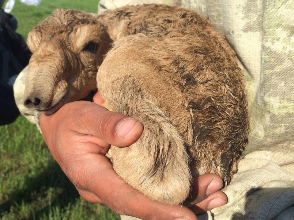 Saiga have the largest calves of all ungulates (Sky News)