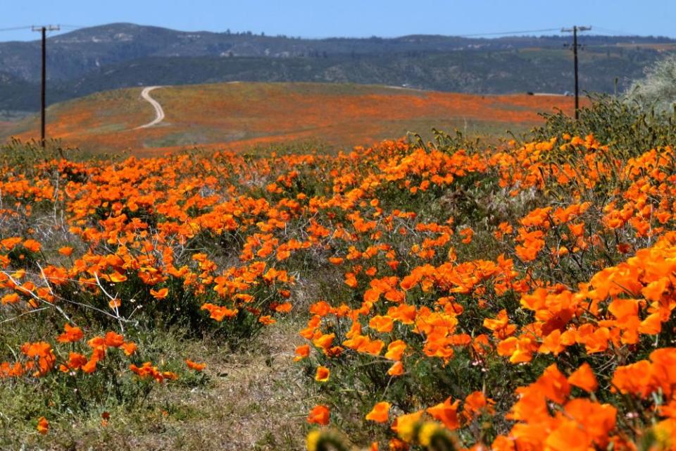 The poppy fields of Antelope Valley, California.