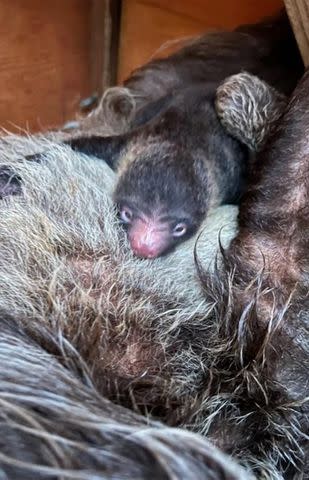 <p>Zoo Atlanta/Instagram</p> The baby two-toed sloth born on Father's Day 2023 at Zoo Atlanta