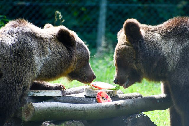 <p>BARENWALD Muritz/FOUR PAWS</p> Bears Dasha and Lelya enjoying Beary Tartare made by chef Priyanka Naik