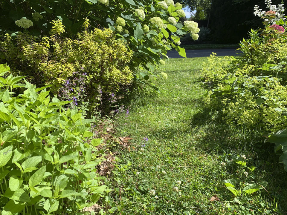 A strip of lawn, including grass and clover, winds between flower beds in a yard in Westchester County, N.Y., on June 11, 2024. There are ways to keep some lawn and maintain it in a way more beneficial to pollinators. (Julia Rubin)