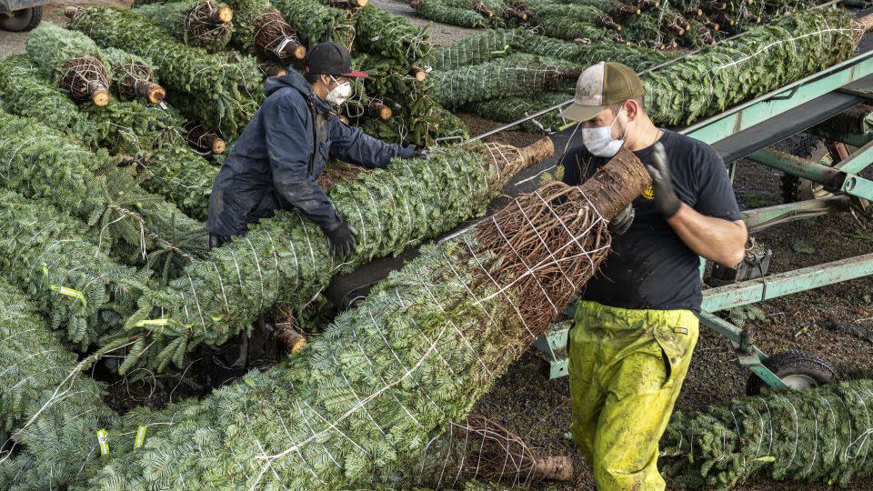 Field crews cut and package Christmas trees onto trucks at Noble Mountain Tree Farm in Salem, Oregon, in 2020.  Noble Mountain is one of the largest Christmas tree farms in the world, harvesting approximately 500,000 trees per season.  -Nathan Howard/Getty Images