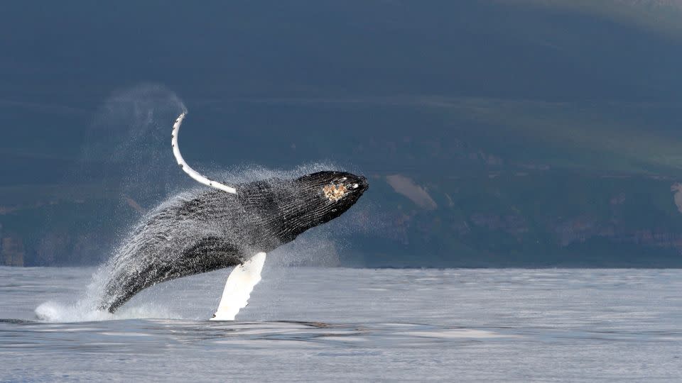 A humpback whale breaches near Bering Island off Russia's Kamchatka Peninsula. The unique structures in a baleen whale's throat allows it to breathe massive amounts of air when they go to the surface, according to the study. - Olga Filatova/University of Southern Denmark