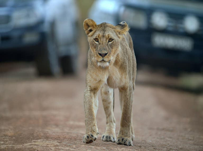 At least two lionesses are reported to have left Nairobi National Park, which is spread over 117 square kilometres (45 square miles) just seven kilometres from the bustling high-rise city centre, late Thursday