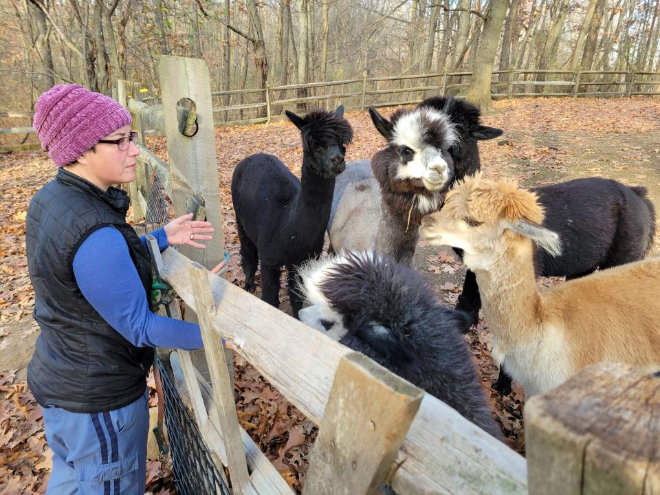 Alison Barstow Elliott and her alpacas stand at the fence where her two donkeys escaped late Tuesday night.