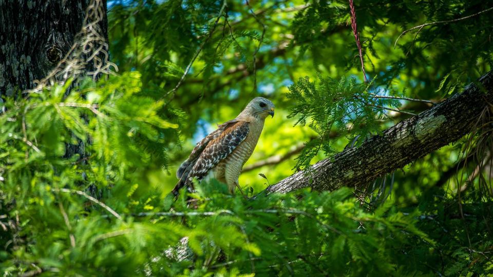 A red-shouldered hawk at Crew Bird Rookery Swamp. Shot with a Sony A6600 with a 70-350 lens.