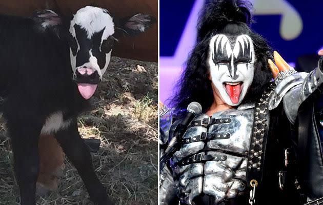 Genie the cow looks just like Gene Simmons. Photo: Facebook/Getty