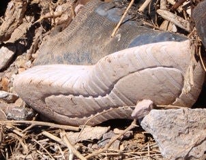 A size 13 shoe found by the Mohave County Sheriff's Office following the discovery of a dead body in Katherine Heights, Ariz.